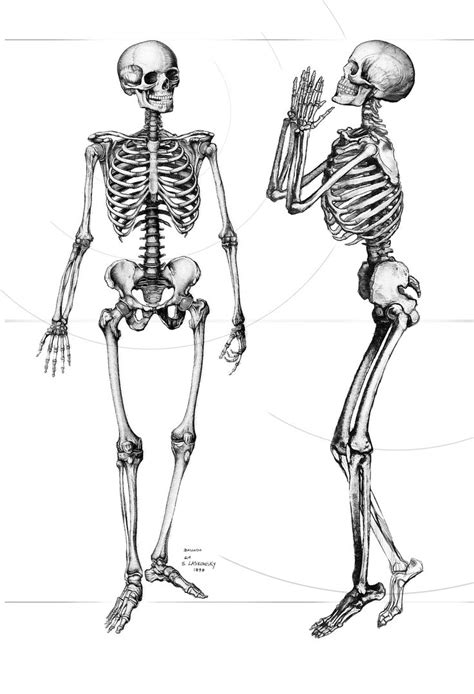 Skeleton | Skeleton drawings, Skeleton art, Bone drawing