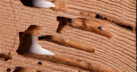 How to Get Rid of Drywood Termites In Florida