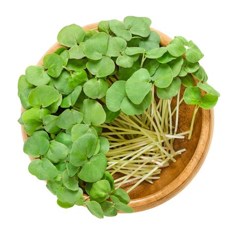 Buckwheat Organic Microgreen Seeds – Hometown Seeds