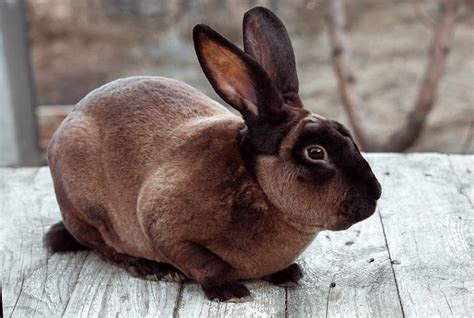 Meet The Mini Rex Rabbit | BeChewy