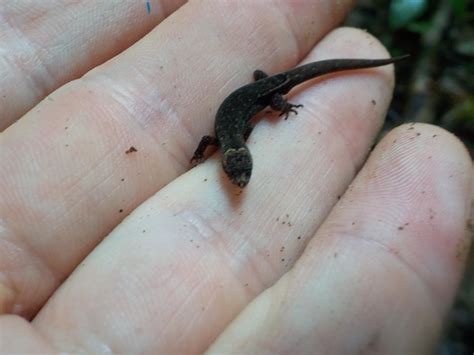 This is Pseudogonatodes guianensis, or the Amazon Pygmy Gecko. They are ...