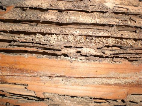 Termites: Swarms, identification and prevention - HomeTeam Pest Defense