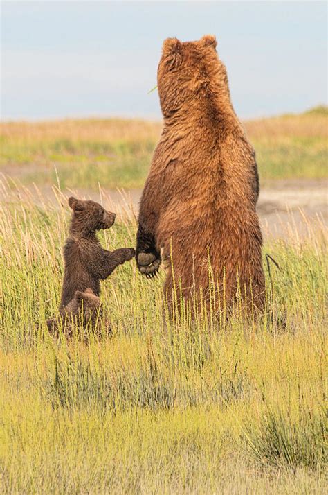 Grizzly Bear Mom and Very Young Cub Photograph by Dan Blackburn