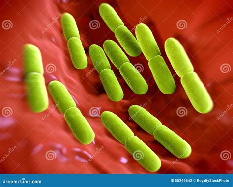 Lactobacillus Bulgaricus Diagram