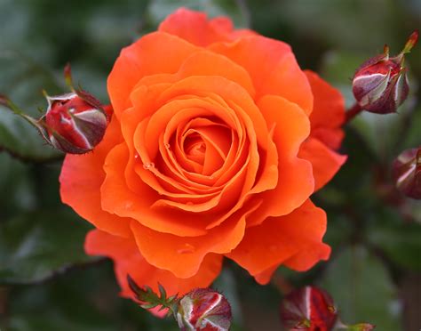 Whartons Garden Roses :: Wholesale Roses :: Products :: For You With Love