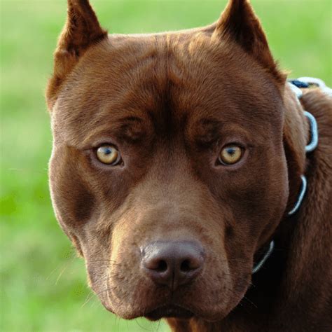 Razor Edge Pitbull - Breed Profile & Information