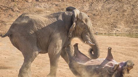 Hippo and Elephant fight for water - YouTube