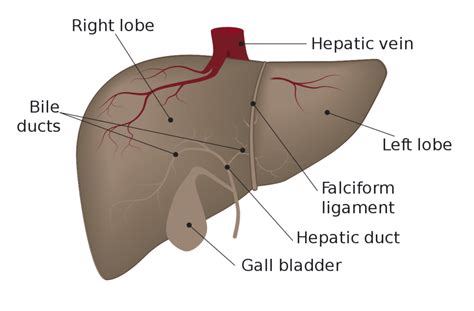 Liver (Anatomy, Histology and Functions) - Online Science Notes