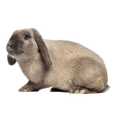 Holland Lop Rabbit Health Facts by Petplan | Petplan