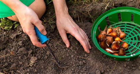 Do 6 of These Things in February To Have a Great Garden in Spring