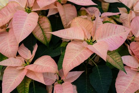 How to Grow and Care for Poinsettias (2024 Guide)