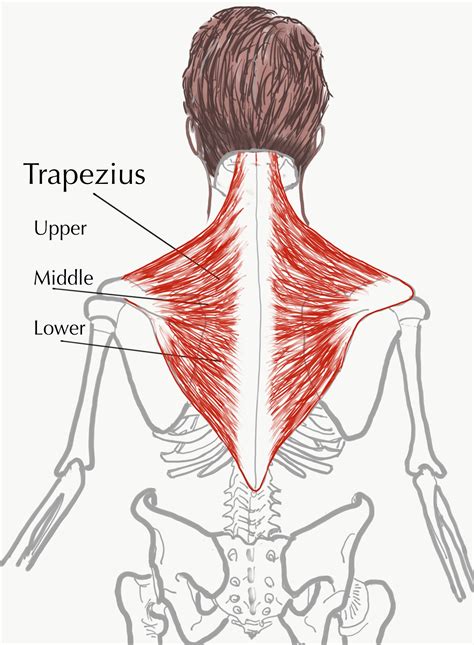 Simple Neck Muscle Diagram Trapezius Muscle Anatomy And Function ...