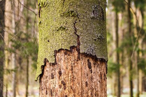 How To Identify Tree Bark Diseases And Bug Infestations In Your Trees ...