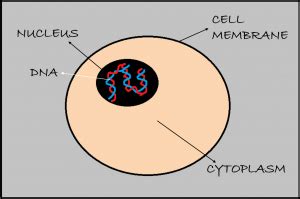 Does every cell in our body contain DNA? | Centre of the Cell