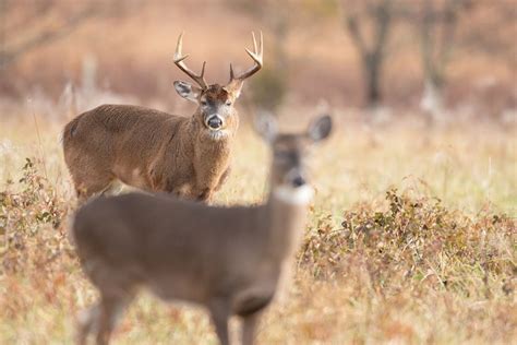 Reasons Why Deer Hunting Season is In the Fall - Wide Open Spaces