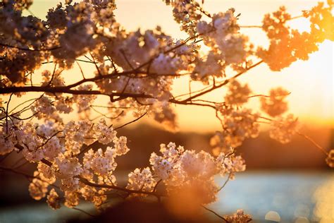 Cherry Blossoms at Sunset | Facebook | Portfolio | 365 Book … | Flickr