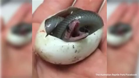 Watch a tiny but dangerous baby snake take its first breath - ABC13 Houston