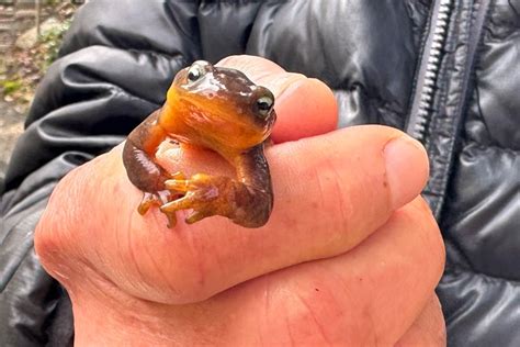 Newts take the stage during annual mating ritual at UC Botanical Garden ...