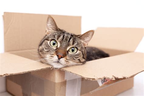 Why Do Cats Like Boxes? - Gilbertsville Veterinary Hospital