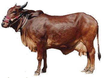 Pak Dairy Info - Red Sindhi Cattle Breed | Breeds of cows, Cattle ...