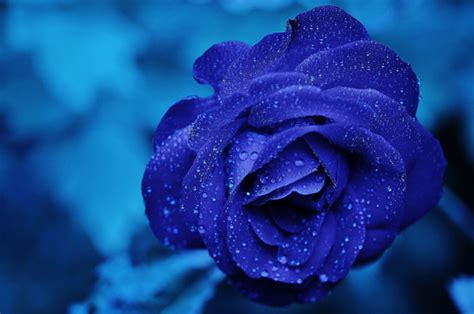 Why we are all now feeling pretty blue…. – Hybrid Flowers