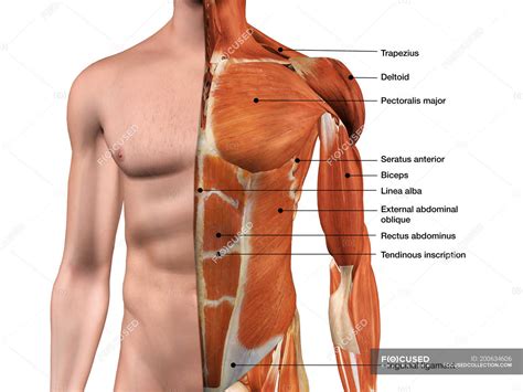 Muscles Of The Chest Abdomen - Nikita Hinton