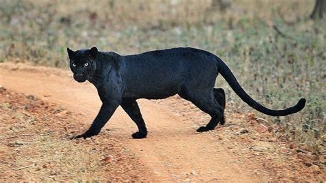 Black Panther Hunting Prey