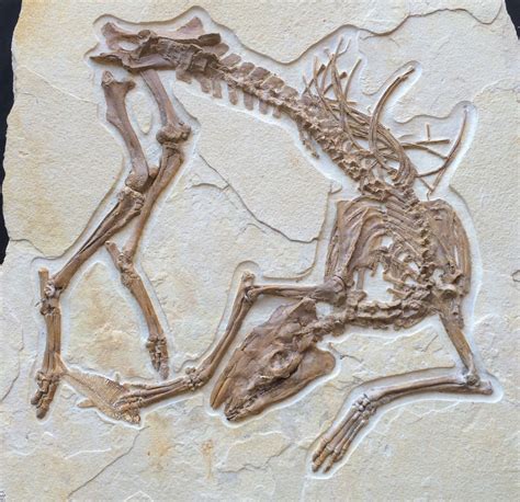 New Fossil Discovery - “Olive” A Primitive Horse Ancestor From The ...