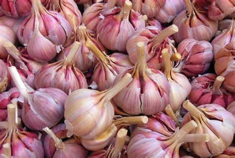 Garlic Growers – Learn About the Benefits of Growing Garlic