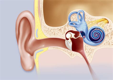 Cochlea: Anatomy, Function, and Treatment