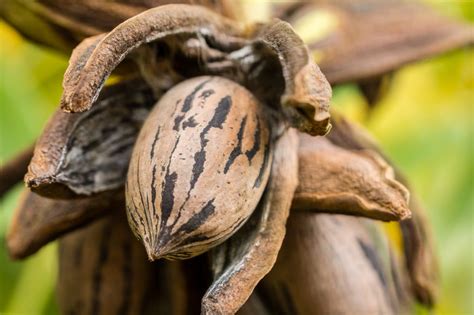 Texas pecan production below average, demand remains strong - National ...