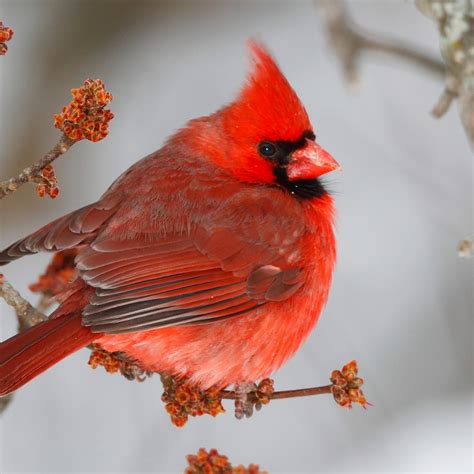 Birds Similar To Cardinals