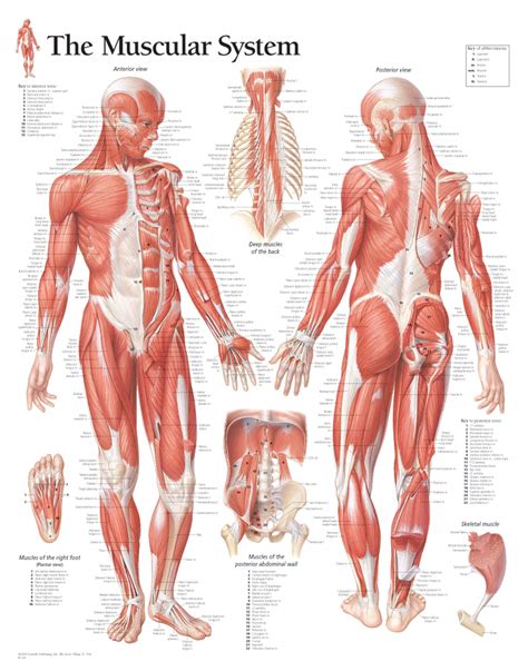 The Male Muscular System | Scientific Publishing