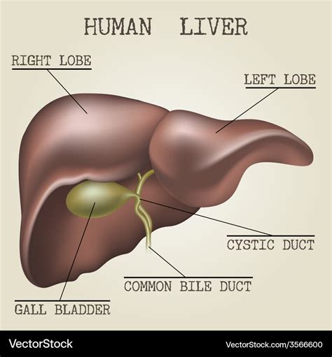 Human liver anatomy Royalty Free Vector Image - VectorStock