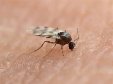 An Overview Of Midges In New Jersey | Midge Prevention Tips