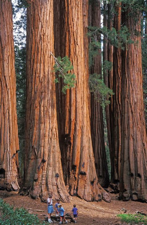 Are Dogs Allowed In Giant Sequoia National Monument