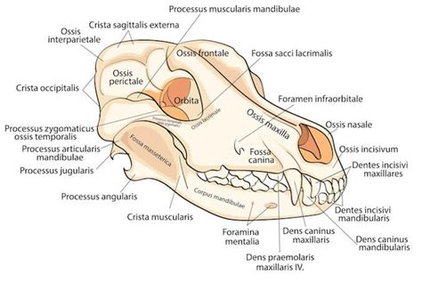 A Visual Guide to Dog Anatomy (Muscle, Organ & Skeletal Drawings) | All ...