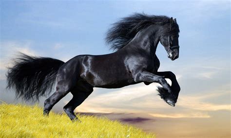 Animals Zoo Park: 12 Black Horse Wallpapers, Black Horses Beautiful ...