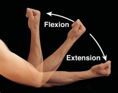 Manual muscle testing of Elbow (MMT of Elbow flexors, Extensors)