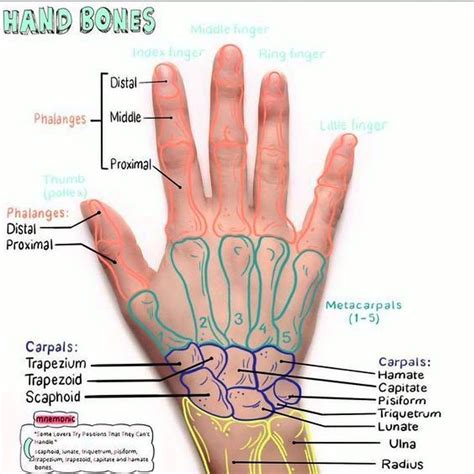 Medical Education on Instagram: “Hand bones . . #hand #doctor #doctors ...