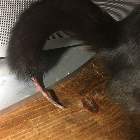 Cat degloved tail- What will happen if I wait? : r/AskVet