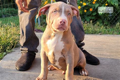 Xl Lilac Male : American Bully puppy for sale near Pittsburgh ...