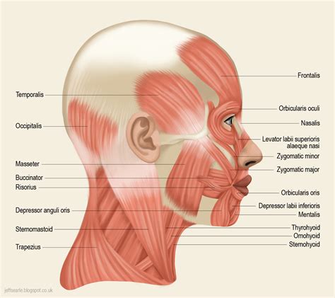 Jeff Searle | Head muscles, Face muscles anatomy, Human body anatomy