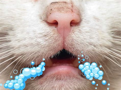 12 Reasons Your Cat Hasn’t Pooped in 5 Days & How to Help - NPHQ ...