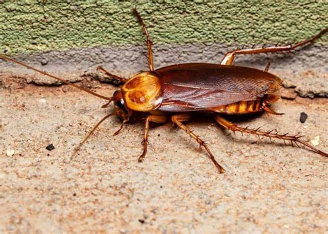 How to Get Rid of Palmetto Bugs (3 Types) 8 Ways to Kill Large Roaches ...