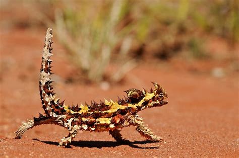 Wildlife of Uluru and the Kings Canyon in Central Australia