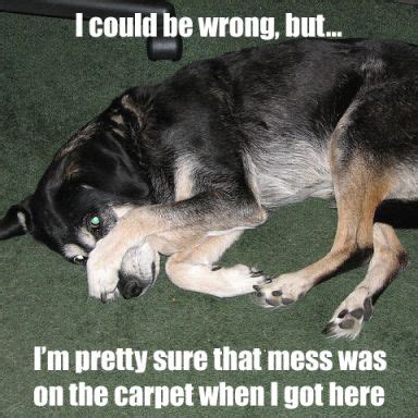 funny memes about carpet cleaning - Google Search Carpet Cleaning By ...