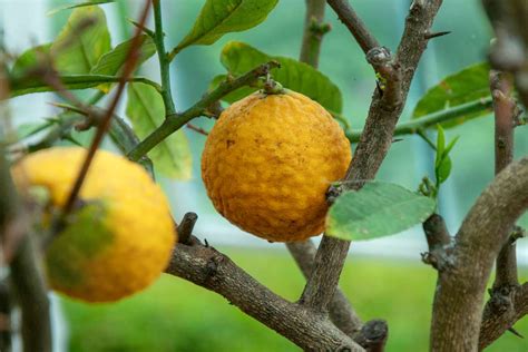 Yuzu tree, grow the citrus that can survive cold winters