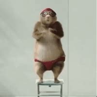 Beaver GIFs - Get the best gif on GIFER