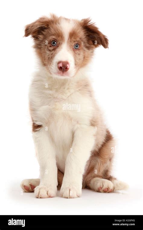 Red merle border collie Cut Out Stock Images & Pictures - Alamy